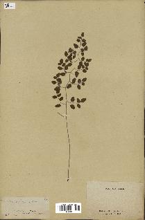 spécimen de Pellaea ovata