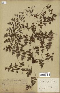 spécimen de Pellaea ovata