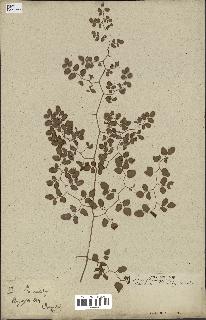 spécimen de Pellaea ovata