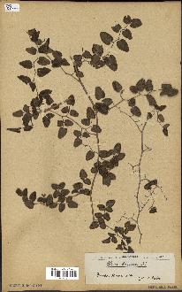 spécimen de Pellaea ovata