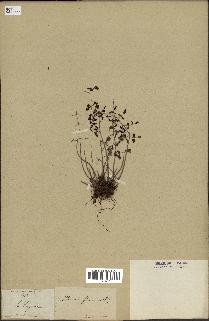 spécimen de Pellaea ovata