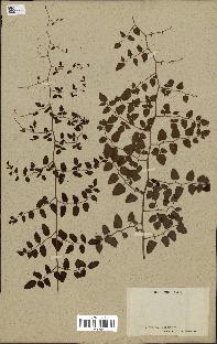 spécimen de Pellaea ovata