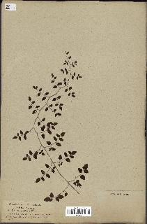 spécimen de Pellaea ovata