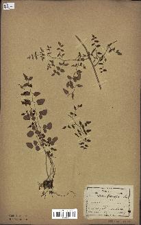 spécimen de Pellaea ovata