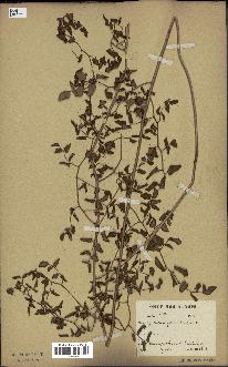 spécimen de Pellaea ovata