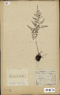 spécimen de Pellaea ovata