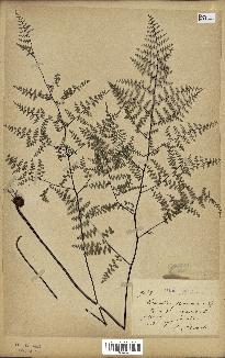 spécimen de Pellaea ovata