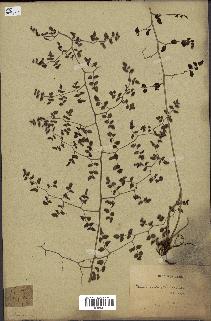 spécimen de Pellaea ovata