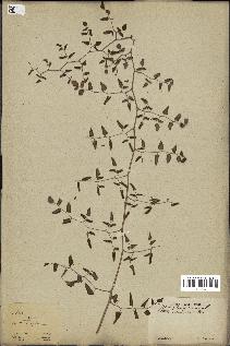 spécimen de Pellaea ovata