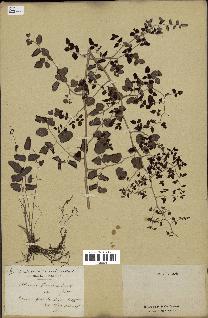 spécimen de Pellaea ovata