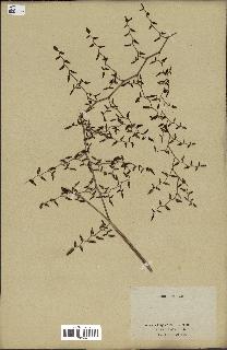 spécimen de Pellaea ovata