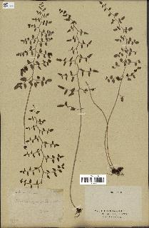 spécimen de Pellaea ovata