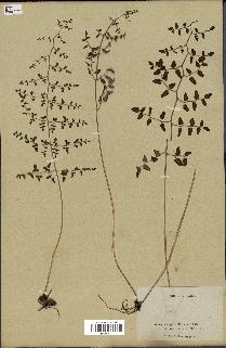 spécimen de Pellaea ovata