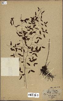 spécimen de Pellaea ovata