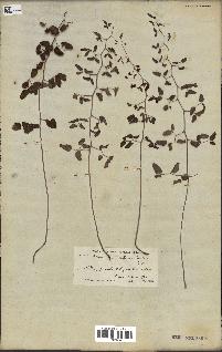 spécimen de Pellaea ovata