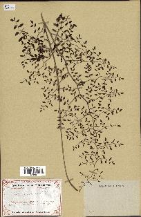 spécimen de Pellaea ovata