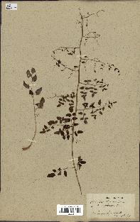 spécimen de Pellaea ovata