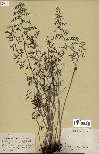 spécimen de Pellaea ovata