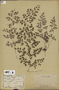 spécimen de Pellaea ovata