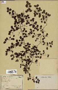 spécimen de Pellaea ovata