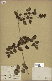 spécimen de Pellaea ovata