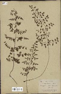 spécimen de Pellaea ovata