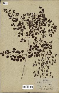 spécimen de Pellaea ovata