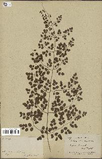 spécimen de Pellaea ovata