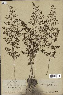 spécimen de Pellaea ovata