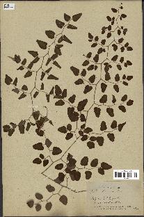 spécimen de Pellaea ovata