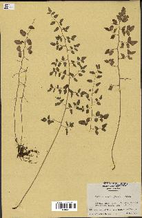 spécimen de Pellaea ovata