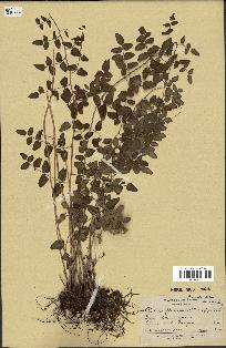 spécimen de Pellaea ovata