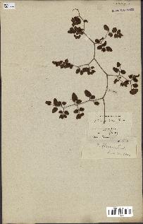 spécimen de Pellaea ovata