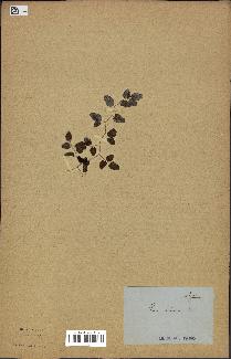spécimen de Pellaea ovata