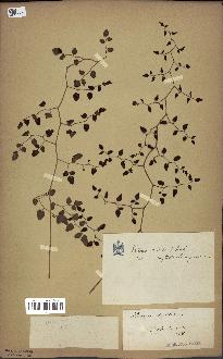 spécimen de Pellaea ovata