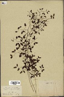 spécimen de Pellaea ovata
