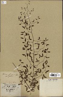 spécimen de Pellaea ovata