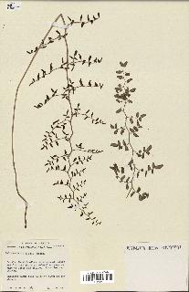 spécimen de Pellaea ovata