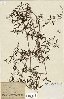 spécimen de Pellaea ovata