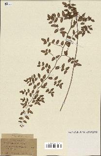 spécimen de Pellaea ovata