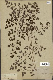spécimen de Pellaea ovata
