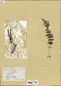 spécimen de Anemia sp.