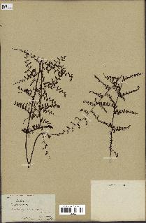 spécimen de Adiantopsis chlorophylla