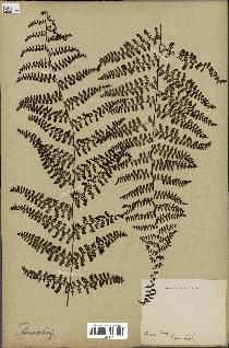 spécimen de Adiantopsis chlorophylla