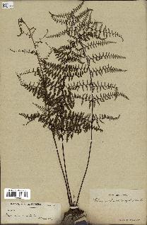 spécimen de Adiantopsis chlorophylla