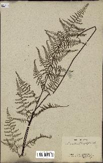 spécimen de Adiantopsis chlorophylla