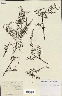 spécimen de Adiantopsis chlorophylla