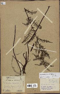 spécimen de Adiantopsis chlorophylla