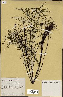 spécimen de Adiantopsis chlorophylla