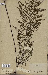 spécimen de Adiantopsis chlorophylla